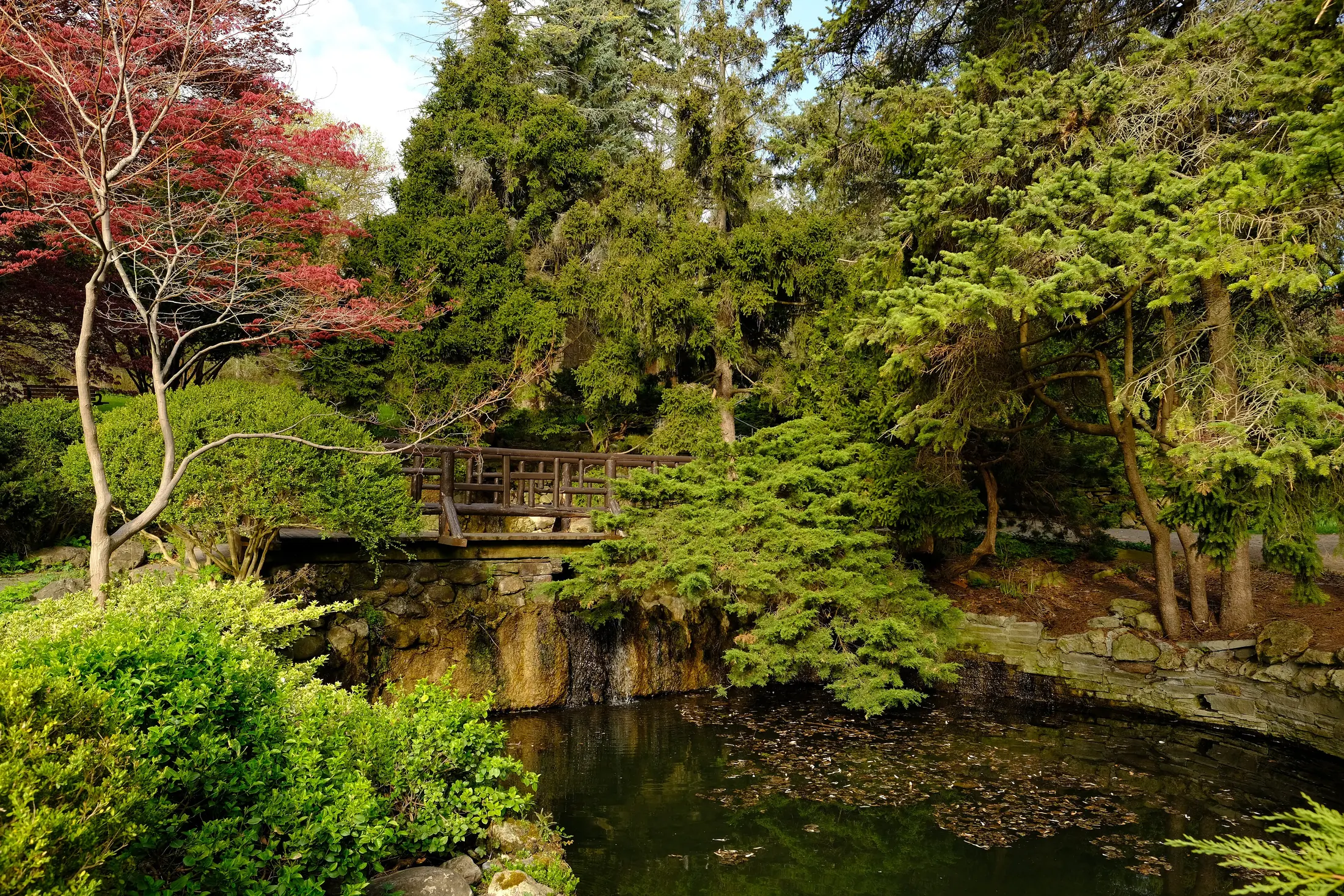Spring greenery, pond and footbridge at James Gardens in Edenbridge-Humber Valley, Etobicoke